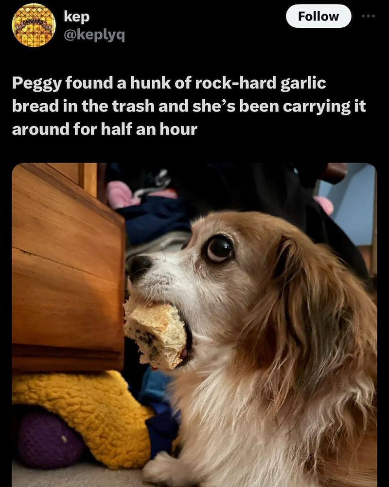 kep @keplyq Follow 000 Peggy found a hunk of rock-hard garlic bread in the trash and she's been carrying it around for half an hour