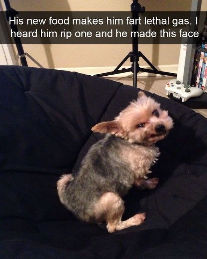 His new food makes him fart lethal gas. I heard him rip one and he made this face