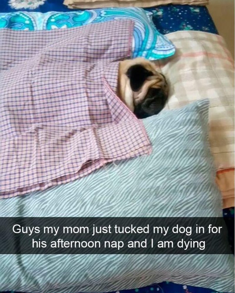 Guys my mom just tucked my dog in for his afternoon nap and I am dying