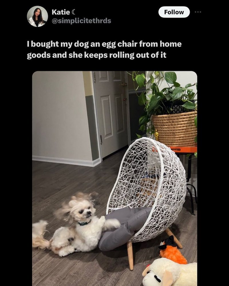 Katie ( @simplicitethrds Follow 600 I bought my dog an egg chair from home goods and she keeps rolling out of it
