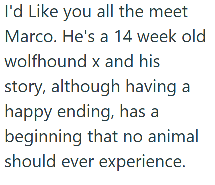 I'd Like you all the meet Marco. He's a 14 week old wolfhound x and his story, although having a happy ending, has a beginning that no animal should ever experience.