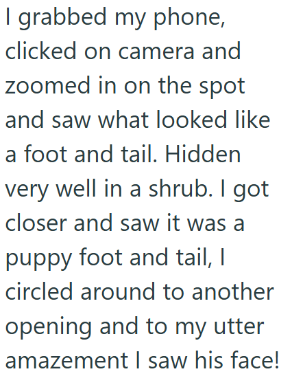 I grabbed my phone, clicked on camera and zoomed in on the spot and saw what looked like a foot and tail. Hidden very well in a shrub. I got closer and saw it was a puppy foot and tail, I circled around to another. opening and to my utter amazement I saw his face!