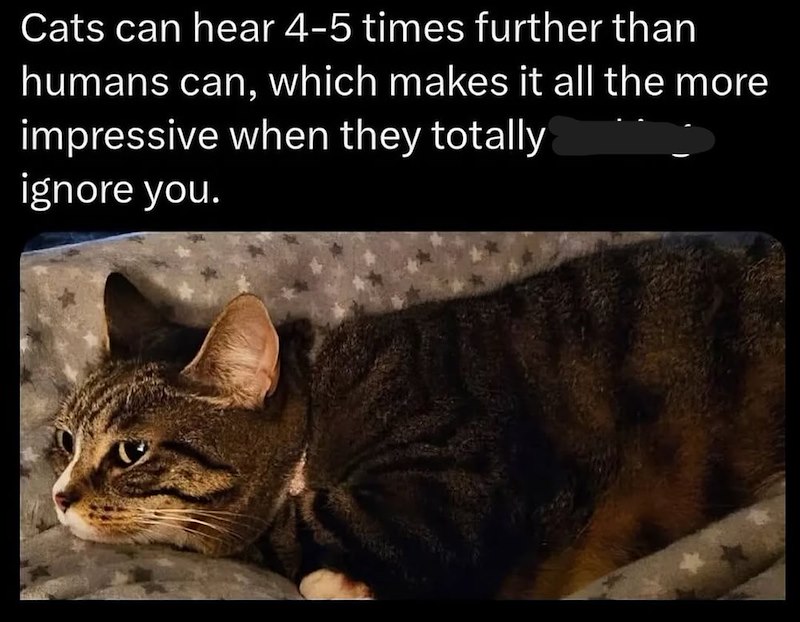 Cats can hear 4-5 times further than humans can, which makes it all the more impressive when they totally ignore you.