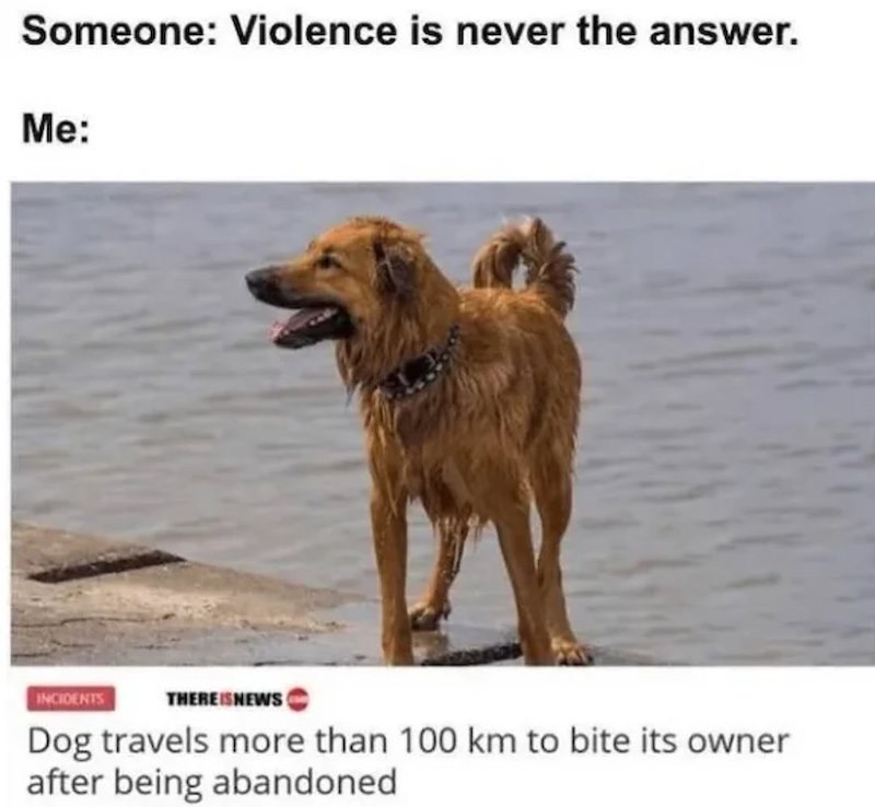 Someone: Violence is never the answer. Me: INCIDENTS THERE IS NEWS Dog travels more than 100 km to bite its owner after being abandoned