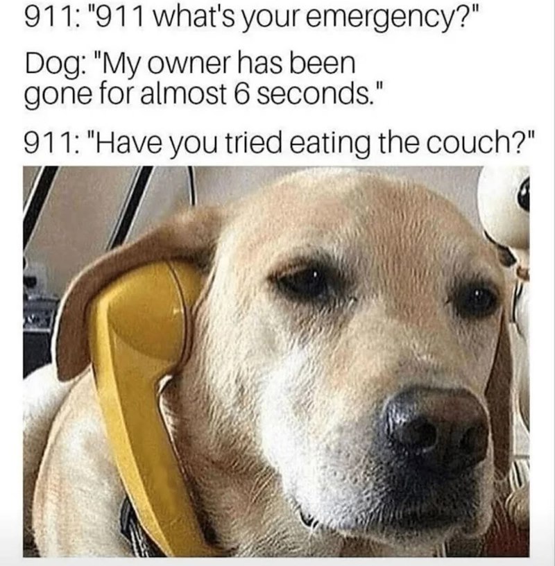 911: "911 what's your emergency?" Dog: "My owner has been gone for almost 6 seconds." 911: "Have you tried eating the couch?"