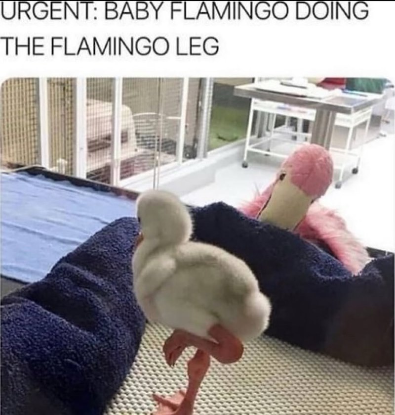 URGENT: BABY FLAMINGO DOING THE FLAMINGO LEG