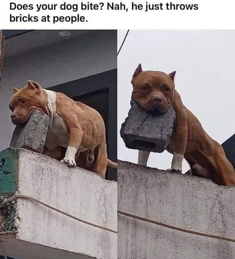 Does your dog bite? Nah, he just throws bricks at people.