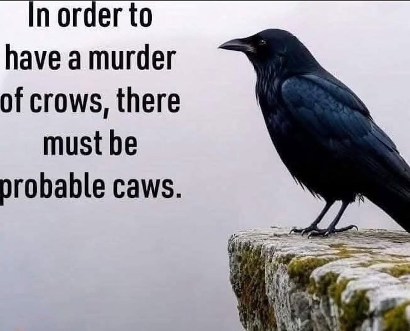 In order to have a murder of crows, there must be probable caws.