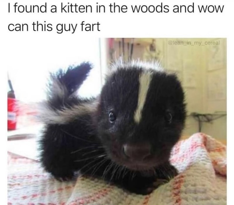 I found a kitten in the woods and wow can this guy fart @lean_in_my_cereal