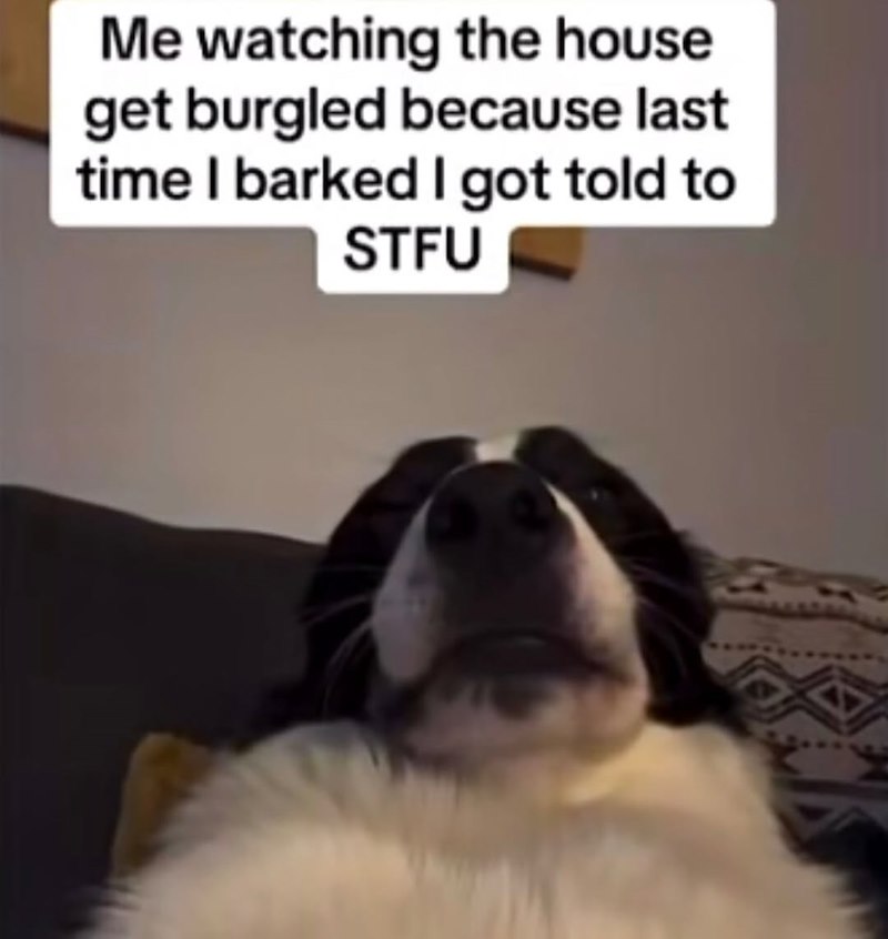 Me watching the house get burgled because last time I barked I got told to STFU 255