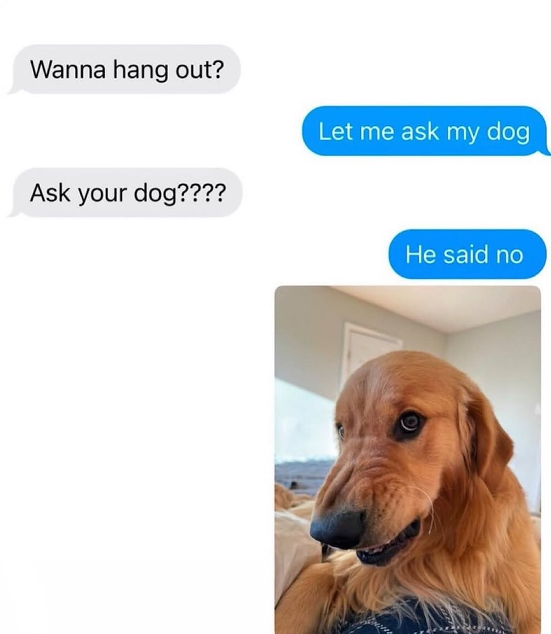 Wanna hang out? Ask your dog???? Let me ask my dog He said no