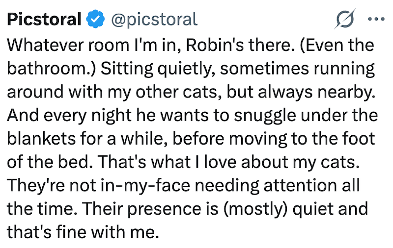 Picstoral @picstoral 0 Whatever room I'm in, Robin's there. (Even the bathroom.) Sitting quietly, sometimes running around with my other cats, but always nearby. And every night he wants to snuggle under the blankets for a while, before moving to the foot of the bed. That's what I love about my cats. They're not in-my-face needing attention all the time. Their presence is (mostly) quiet and that's fine with me.