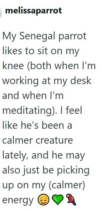 melissaparrot My Senegal parrot likes to sit on my knee (both when I'm working at my desk and when I'm meditating). I feel like he's been a calmer creature lately, and he may also just be picking up on my (calmer) energy