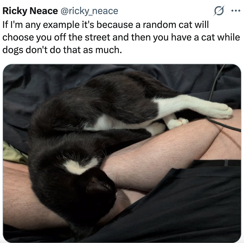 Ricky Neace @ricky_neace If I'm any example it's because a random cat will 0 ... choose you off the street and then you have a cat while dogs don't do that as much.