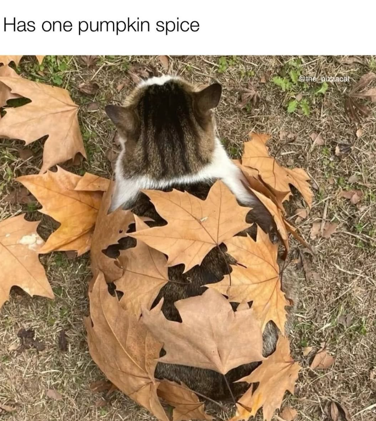Has one pumpkin spice @the pizzacat