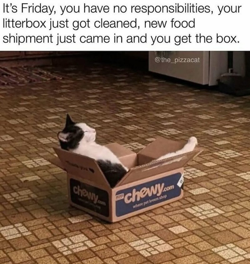 It's Friday, you have no responsibilities, your litterbox just got cleaned, new food shipment just came in and you get the box. @the_pizzacat chowy M8920 chewy.com where pet lovers shop