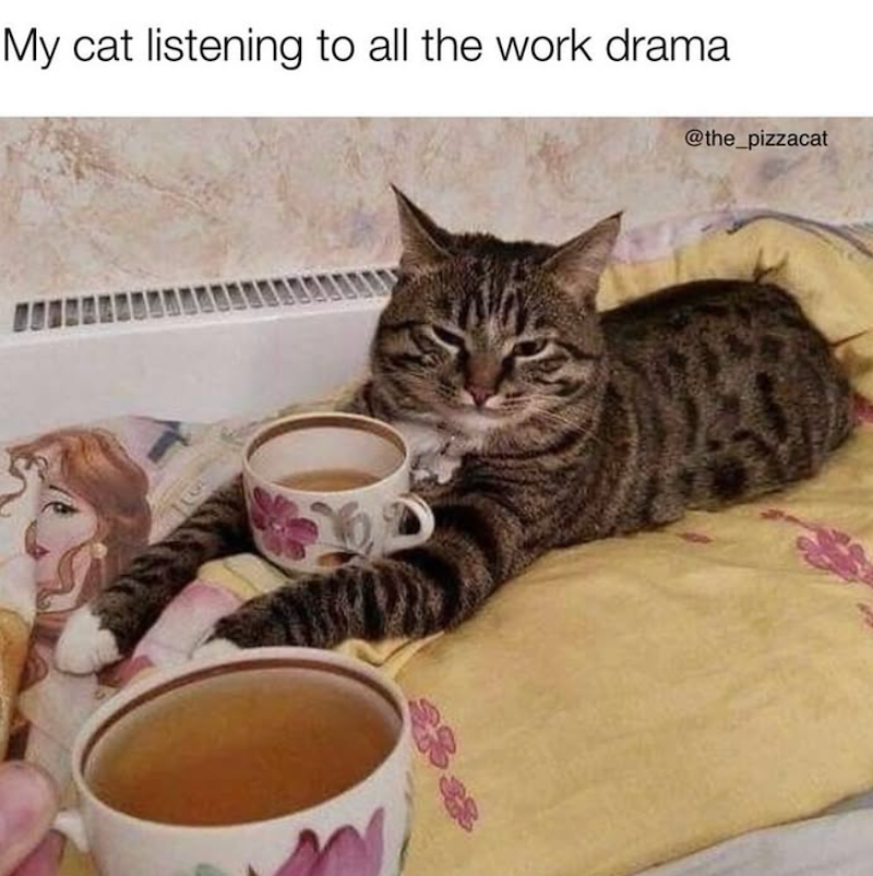 My cat listening to all the work drama @the_pizzacat