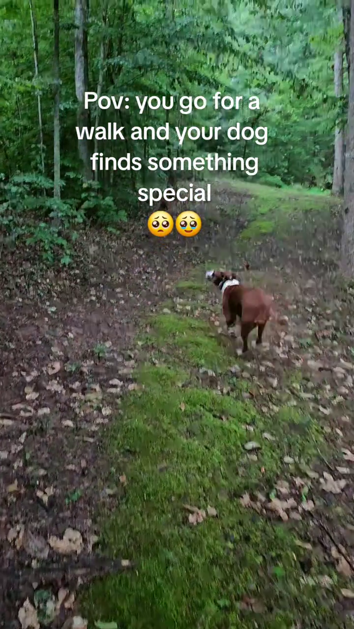 Pov: you go for a walk and your dog finds something special