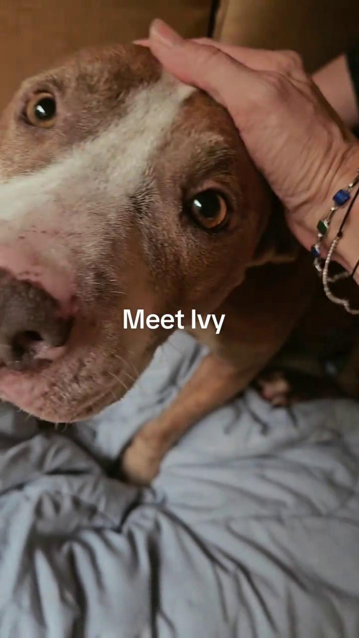 Meet Ivy
