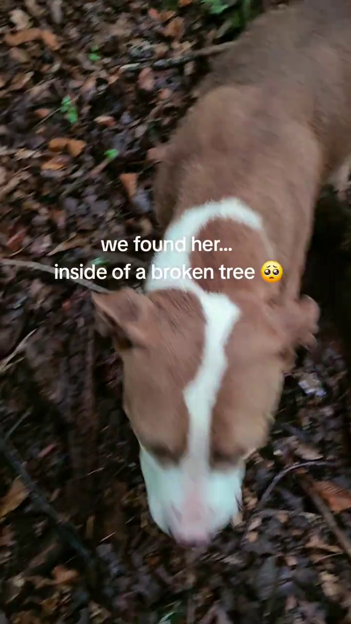 we found her... inside of a broken tree