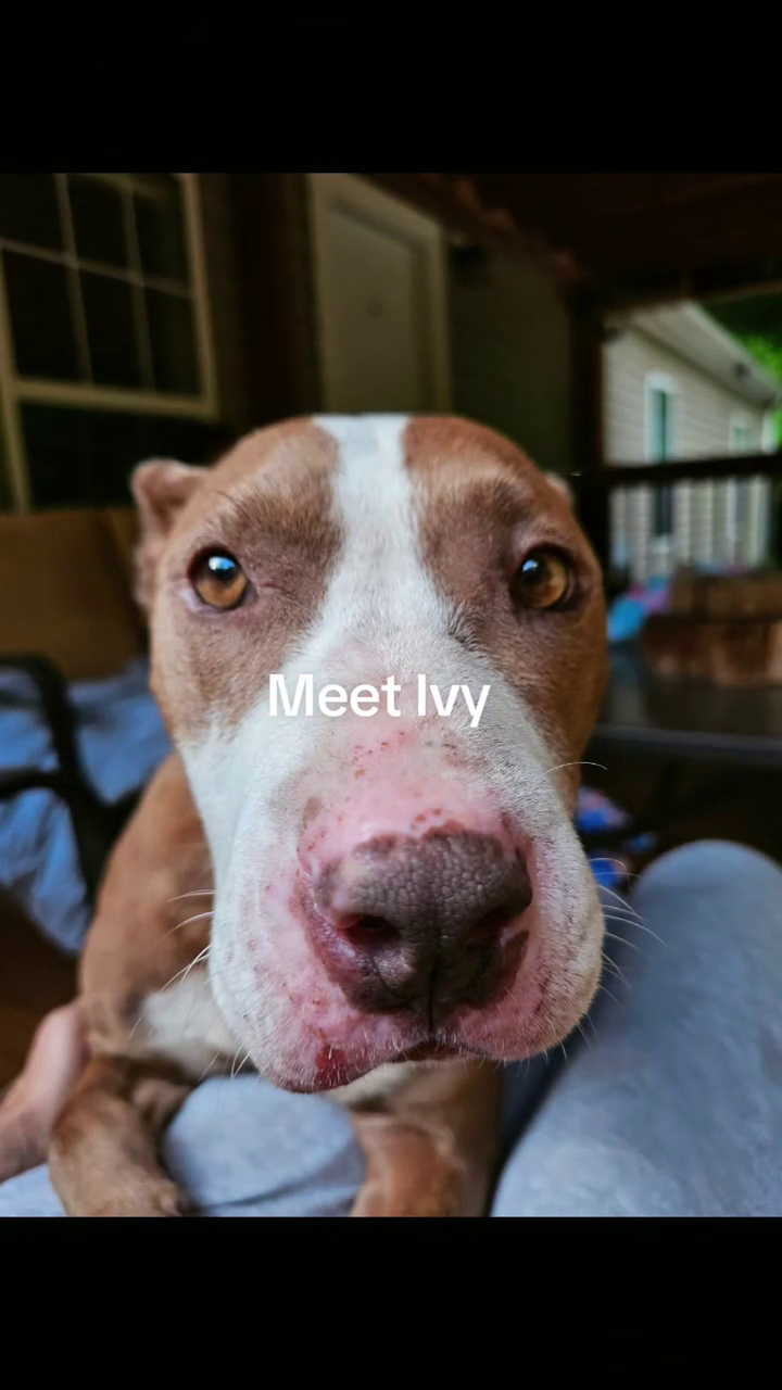 Meet Ivy