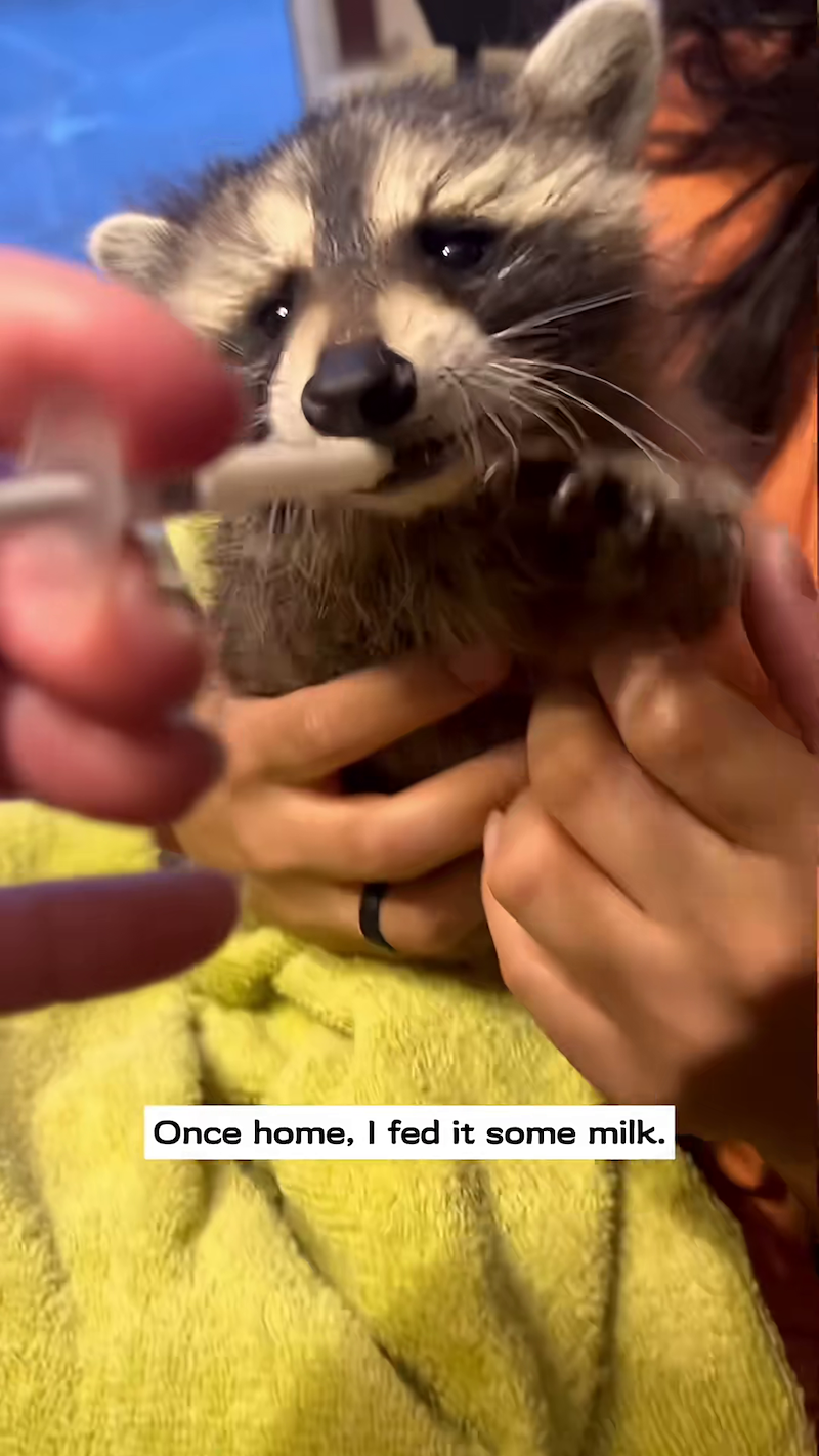 Once home, I fed it some milk.