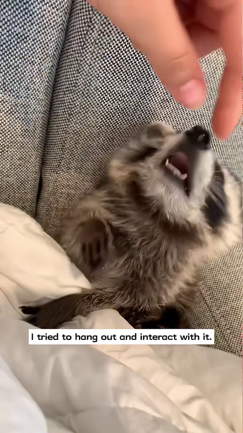 I tried to hang out and interact with it.