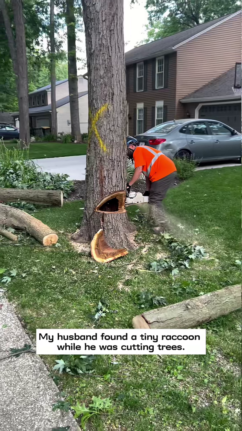 My husband found tiny raccoon while he was cutting trees.