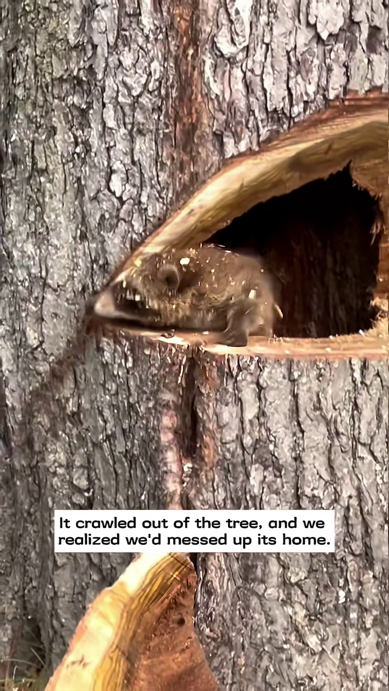 It crawled out of the tree, and we realized we'd messed up its home.