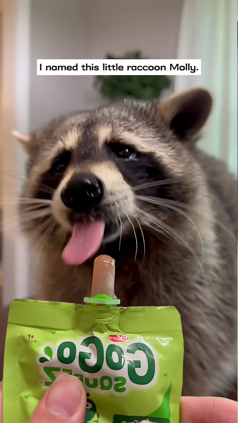 I named this little raccoon Molly.