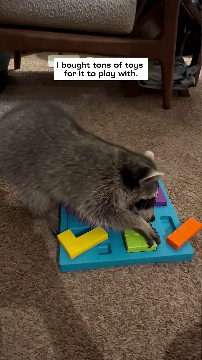 I bought tons of toys for it to play with.