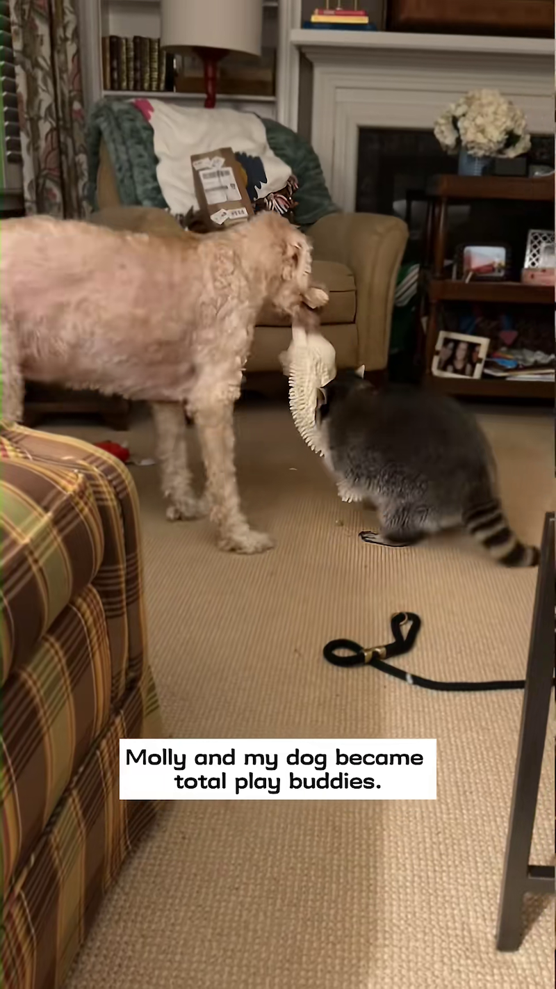 Molly and my dog became total play buddies.
