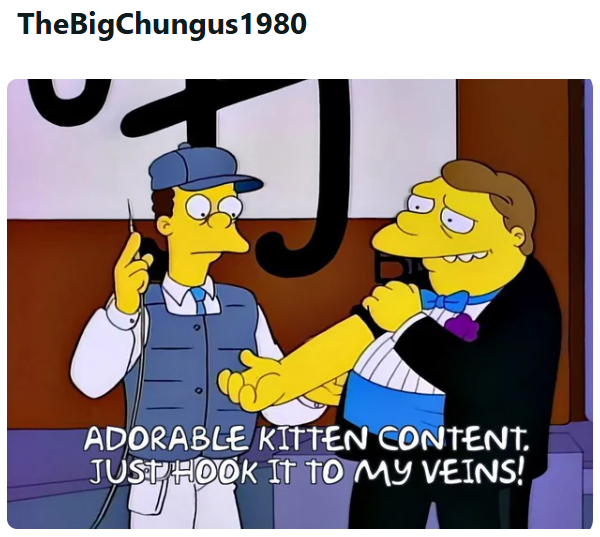 TheBigChungus 1980 ADORABLE KITTEN CONTENT. JUST HOOK IT TO MY VEINS!
