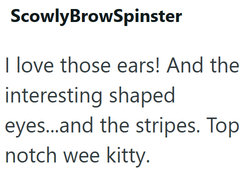 ScowlyBrowSpinster I love those ears! And the interesting shaped eyes...and the stripes. Top notch wee kitty.
