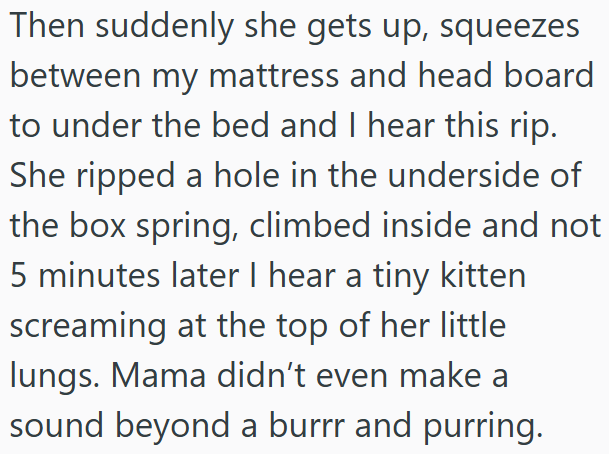 Then suddenly she gets up, squeezes between my mattress and head board to under the bed and I hear this rip. She ripped a hole in the underside of the box spring, climbed inside and not 5 minutes later I hear a tiny kitten screaming at the top of her little lungs. Mama didn't even make a sound beyond a burrr and purring.