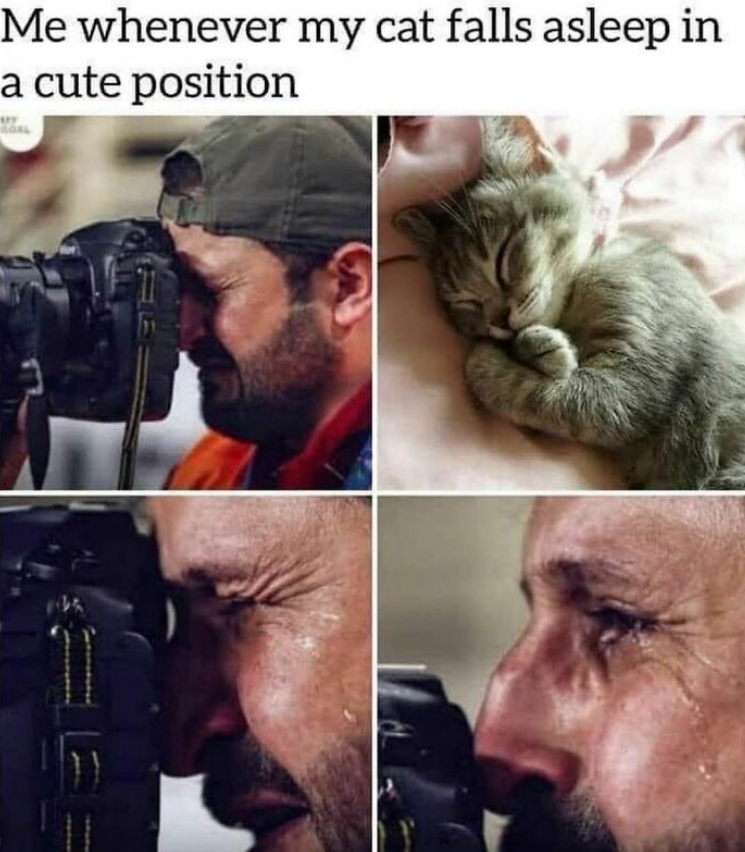Me whenever my cat falls asleep in a cute position поль