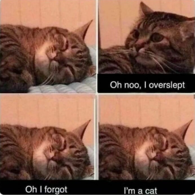 Oh noo, I overslept Oh I forgot I'm a cat