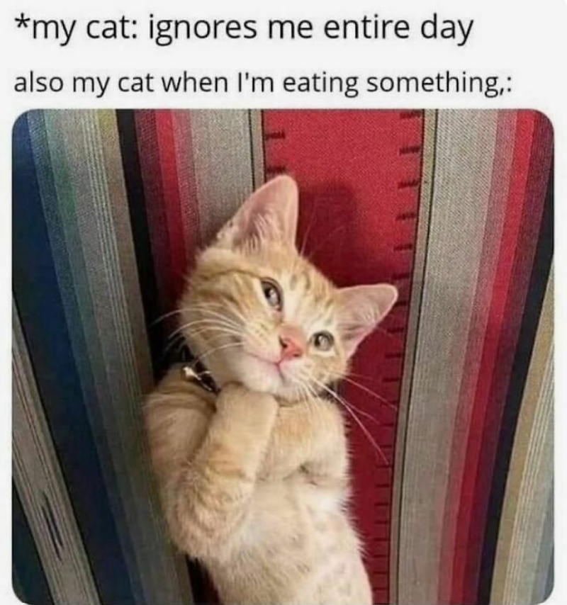 *my cat: ignores me entire day also my cat when I'm eating something,: