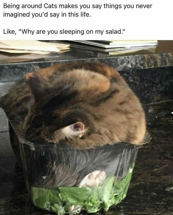 Being around Cats makes you say things you never imagined you'd say in this life. Like, "Why are you sleeping on my salad."