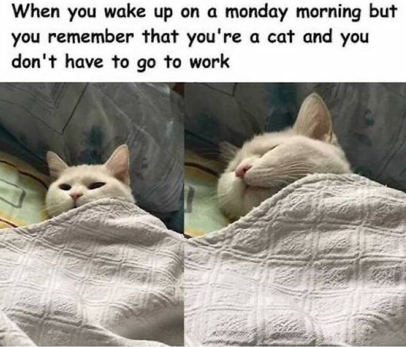 When you wake up on a monday morning but you remember that you're a cat and you don't have to go to work
