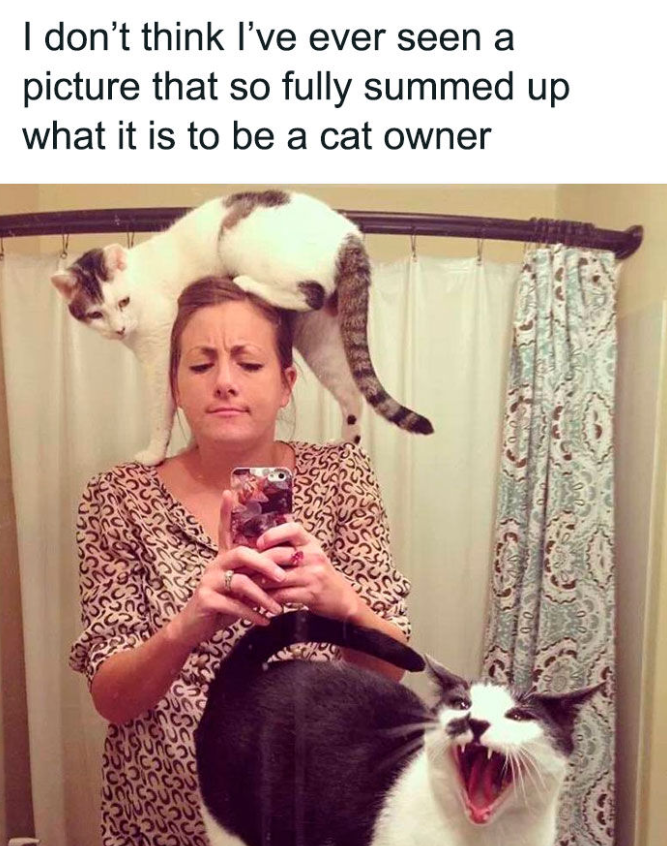 I don't think I've ever seen a picture that so fully summed up what it is to be a cat owner 2 วง