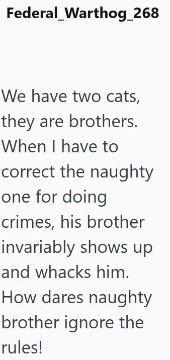 Federal Warthog_268 We have two cats, they are brothers. When I have to correct the naughty one for doing crimes, his brother invariably shows up and whacks him. How dares naughty brother ignore the rules!