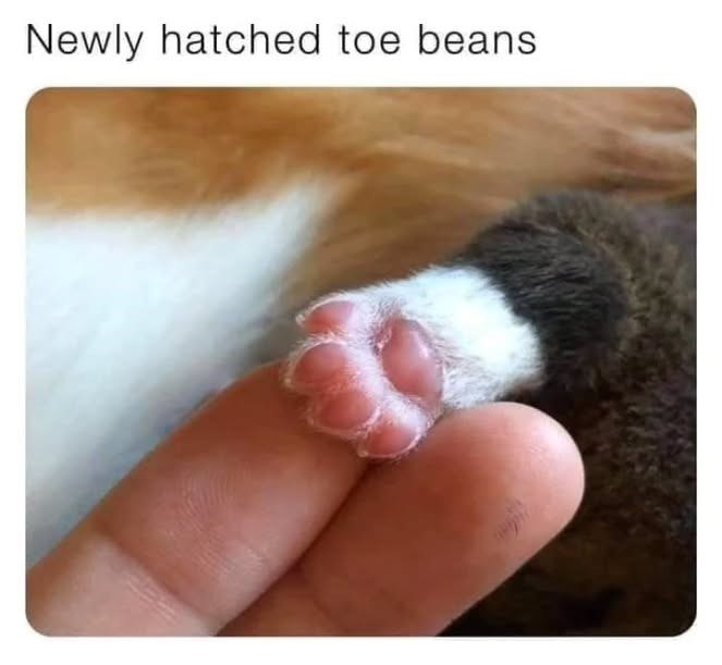Newly hatched toe beans