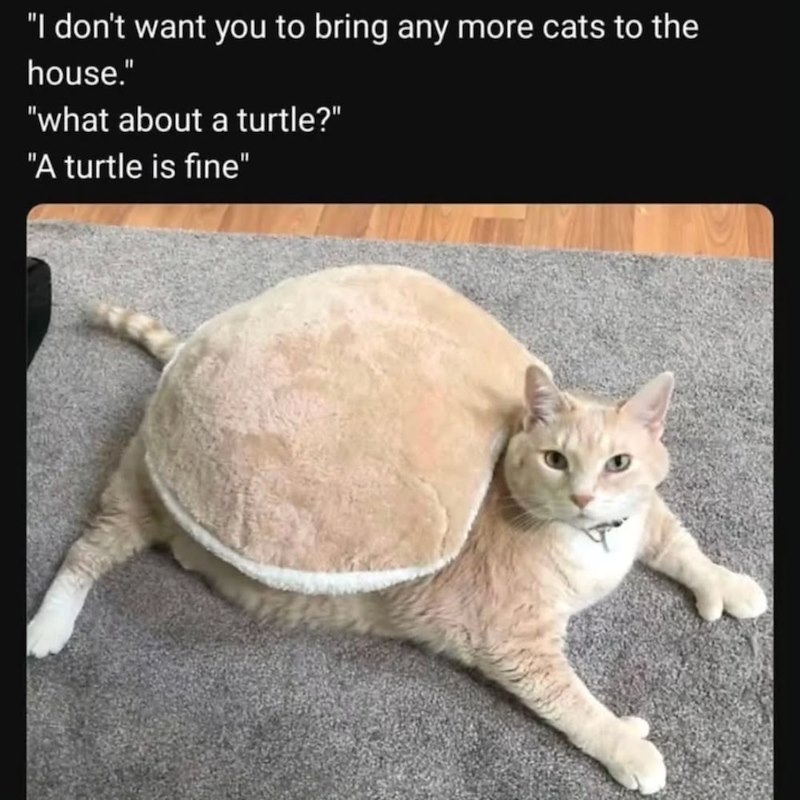 "I don't want you to bring any more cats to the house." "what about a turtle?" "A turtle is fine"