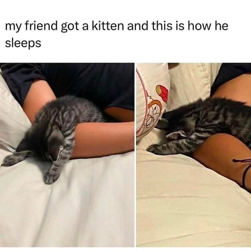 my friend got a kitten and this is how he sleeps