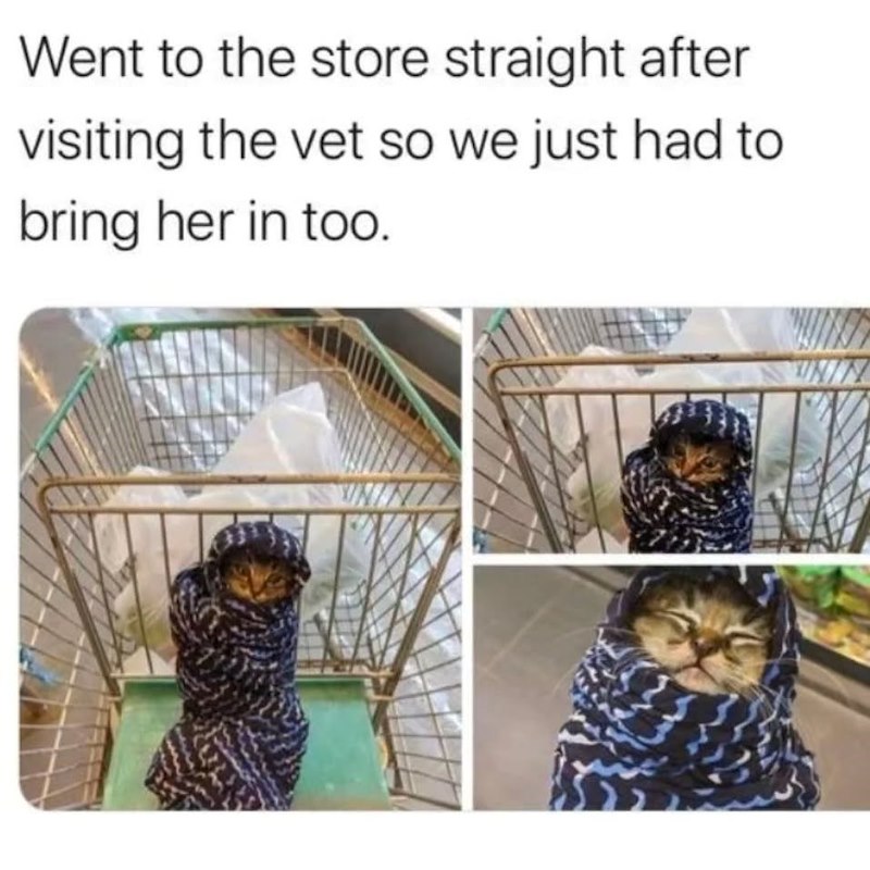 Went to the store straight after visiting the vet so we just had to bring her in too. UNIN