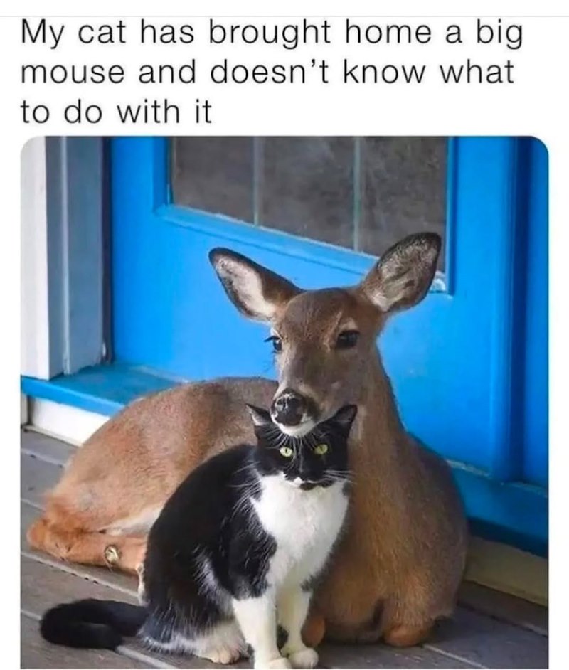 My cat has brought home a big mouse and doesn't know what to do with it