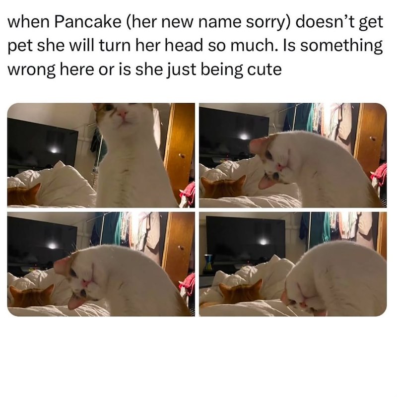 when Pancake (her new name sorry) doesn't get pet she will turn her head so much. Is something wrong here or is she just being cute