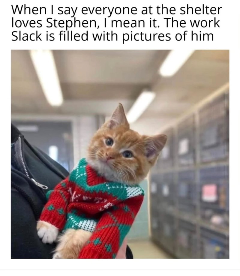 When I say everyone at the shelter loves Stephen, I mean it. The work Slack is filled with pictures of him