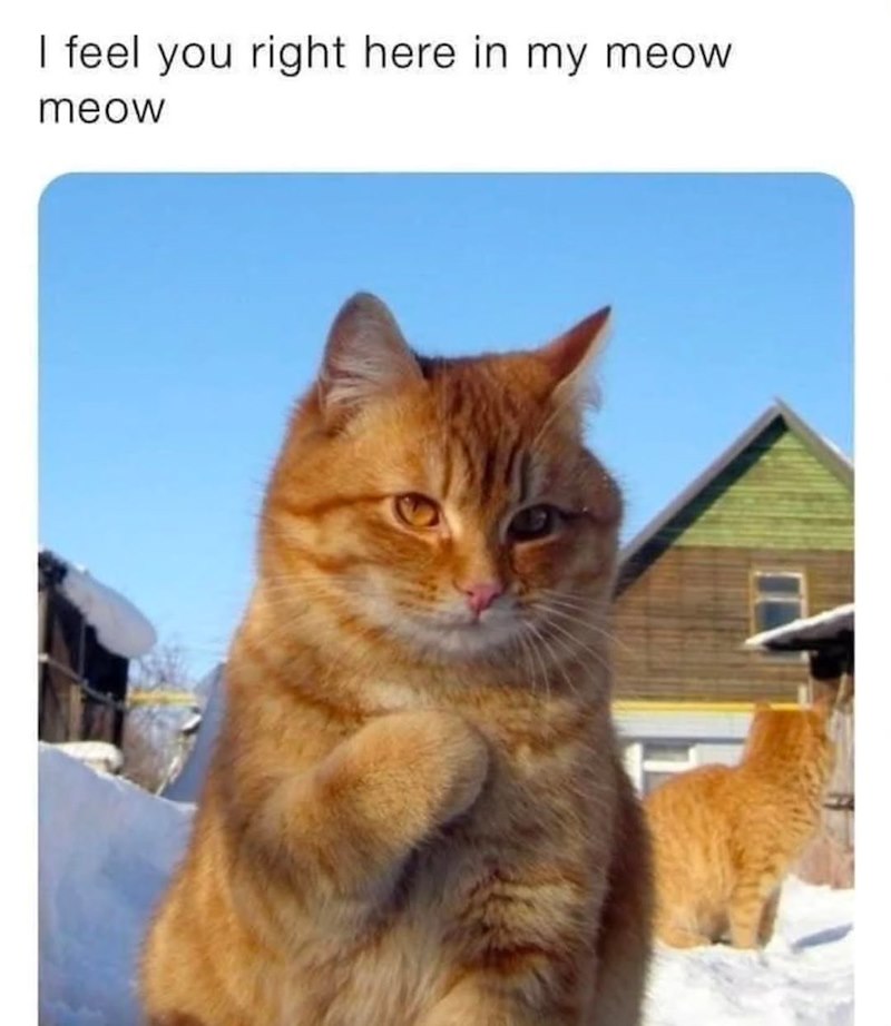 I feel you right here in my meow meow
